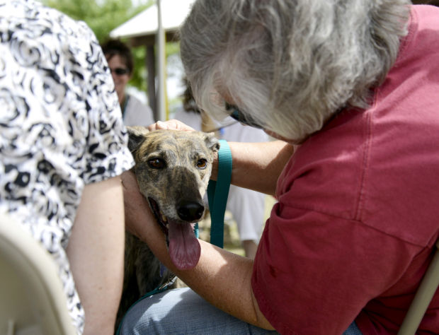 Southern Arizona Greyhound Adoption Ice Cream Social